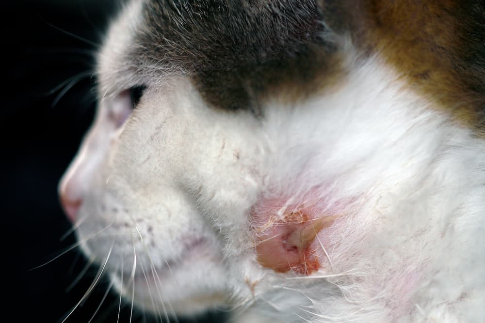 Cat Abscesses Causes Treatment Sydney Vet Specialists