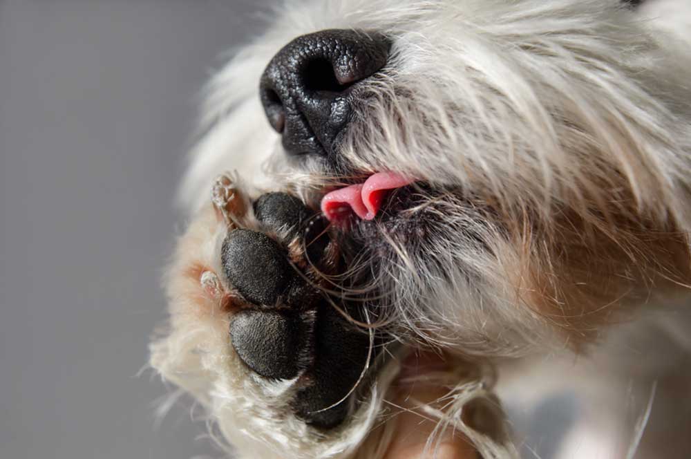 Why Do Dogs Lick Their Paws and What Does it Mean?